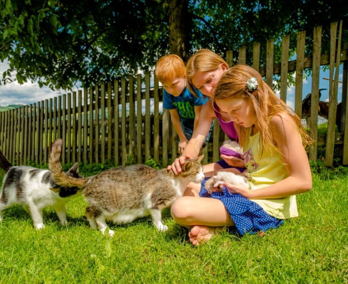 Streicheleinheiten für die Katzen