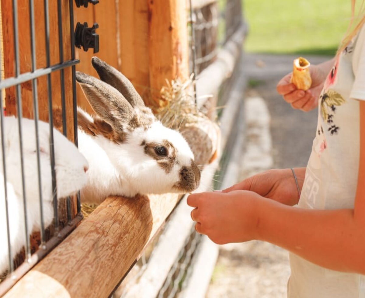 Hasen füttern am Bauernhof