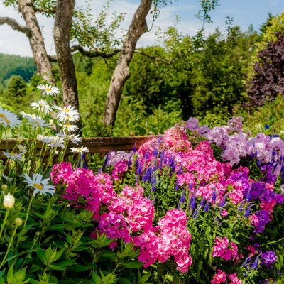 Sommerlicher Bauerngarten