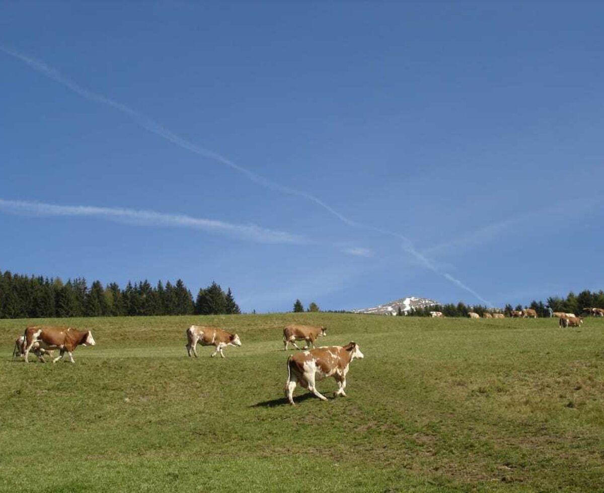 Kühe auf Weide