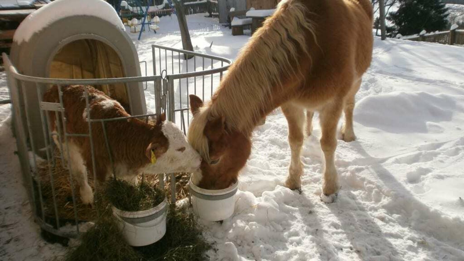 Pferd und Kalb Winter