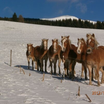 Pferdeherde Winter