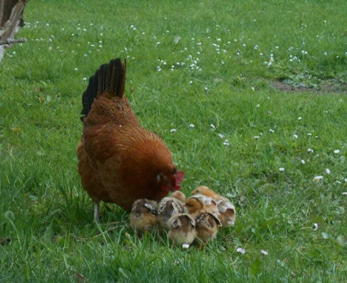 Unsere Bruthenne mit Kindern