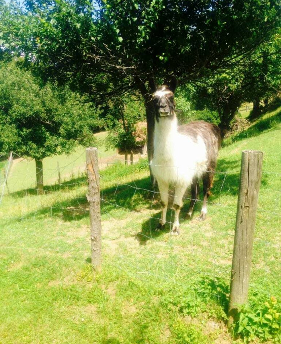 Unser Lama