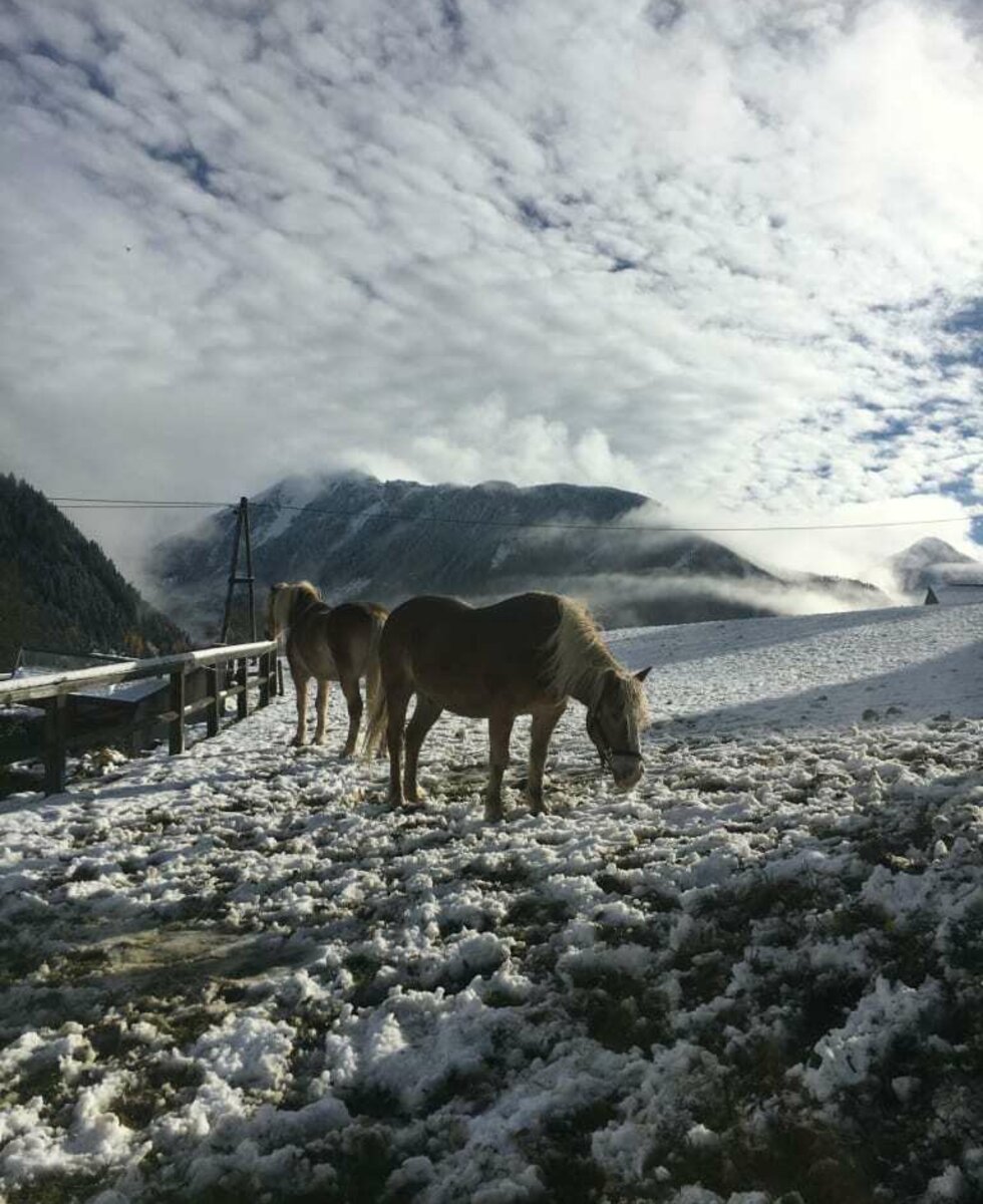 Haflinger