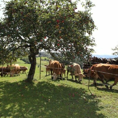 Den Sommer verbringen unsere Kühe natürlich auf der Weide