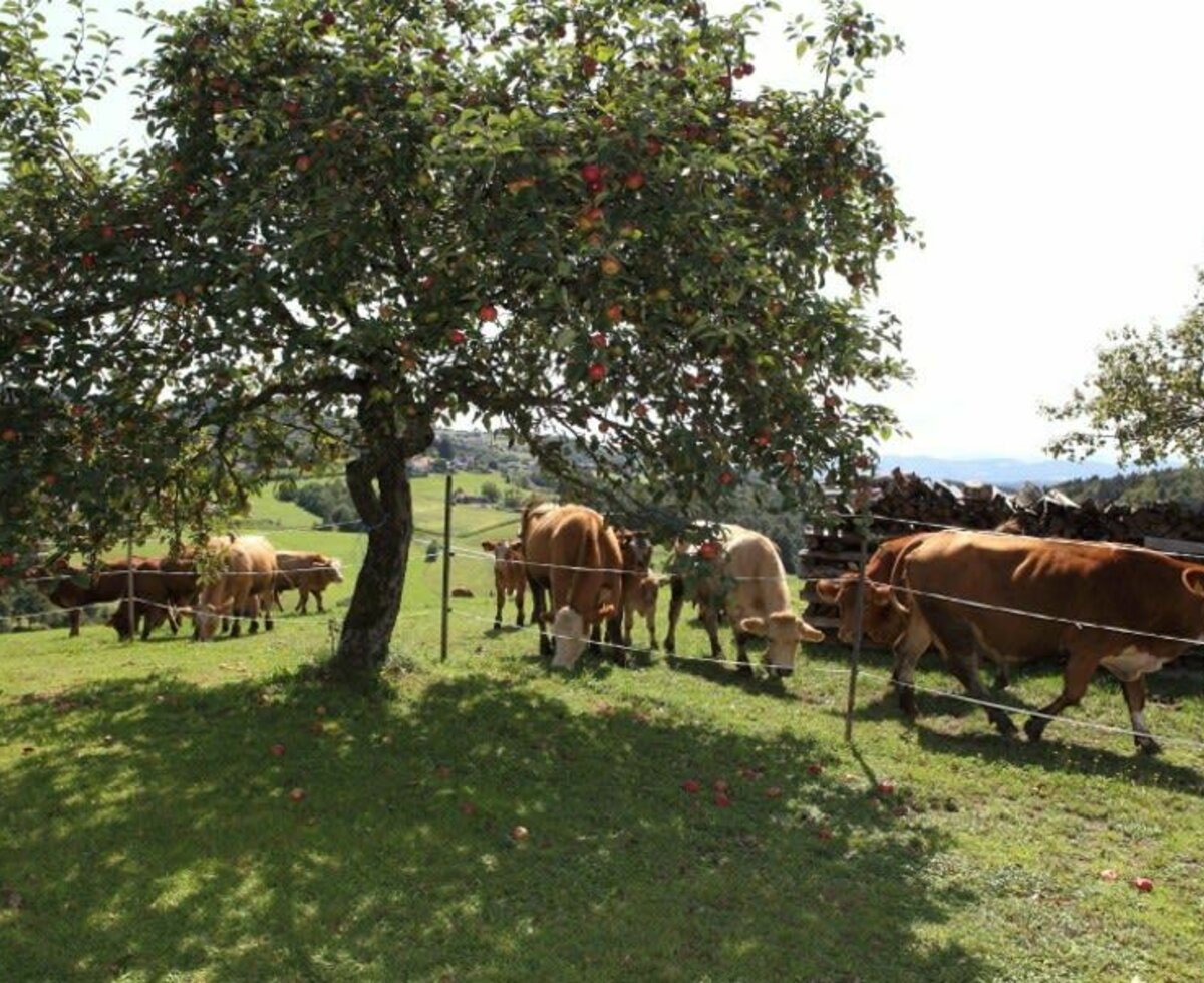 Den Sommer verbringen unsere Kühe natürlich auf der Weide