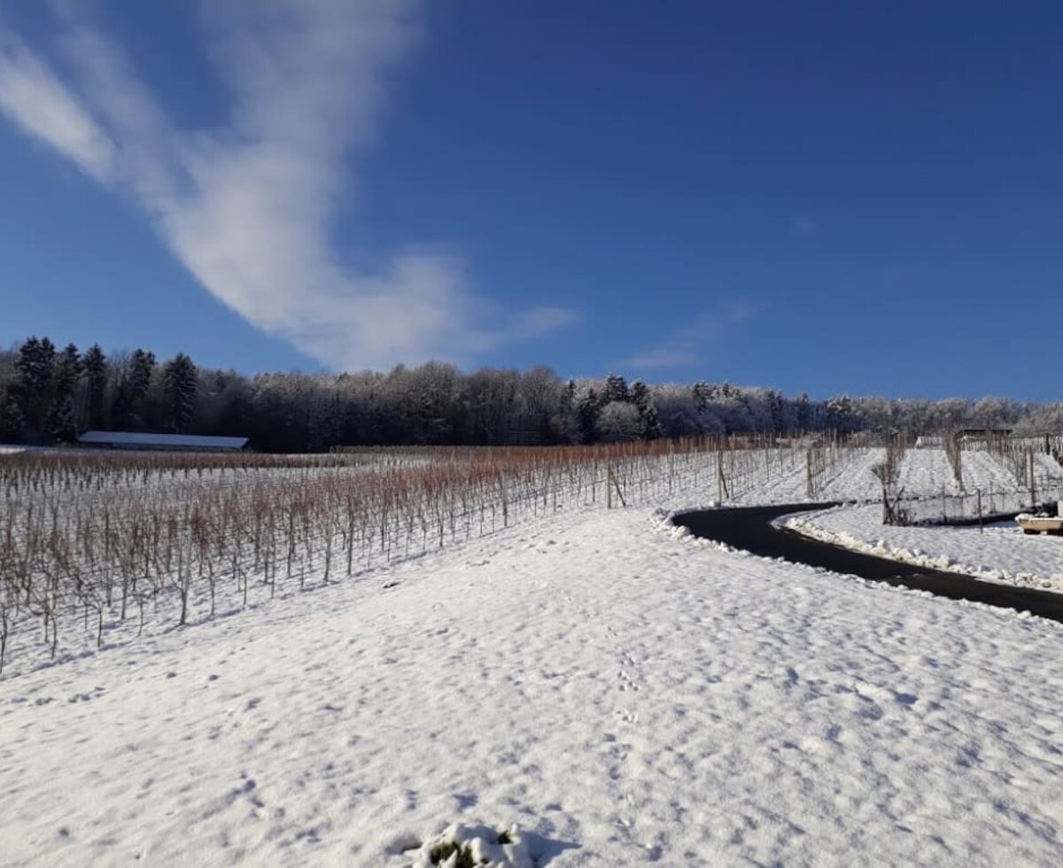 Weingarten im Winterkleid