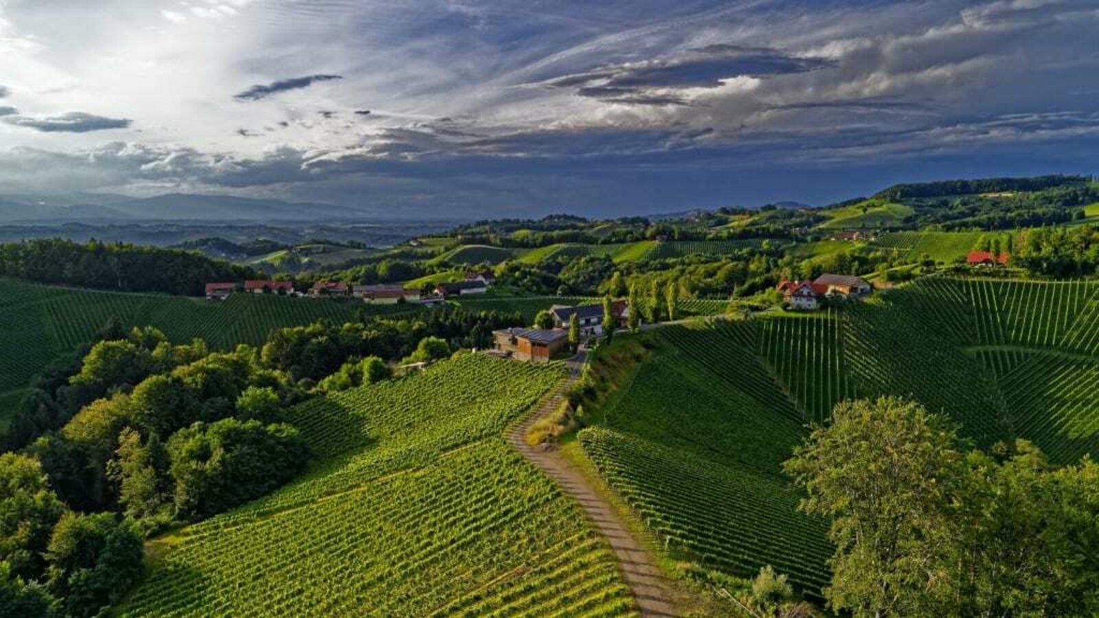 Blick auf die Weingärten