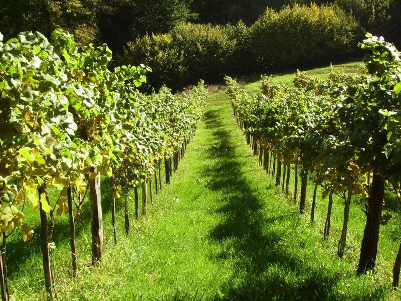 Weingarten vom Weingut & Buschenschank Pölzl in der Südsteiermark