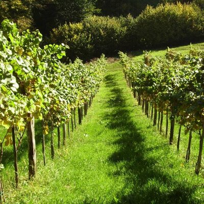 Weingarten vom Weingut & Buschenschank Pölzl in der Südsteiermark