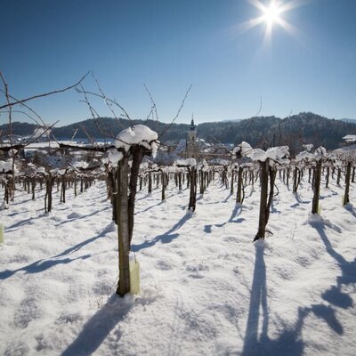 Weingarten im Schnee