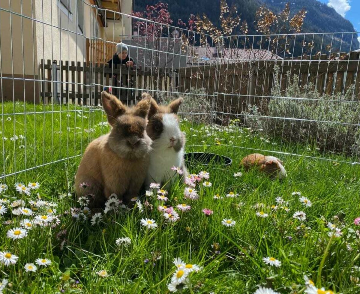 Flecki und Brownie