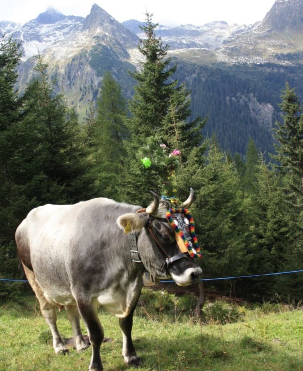 Almabtrieb im September