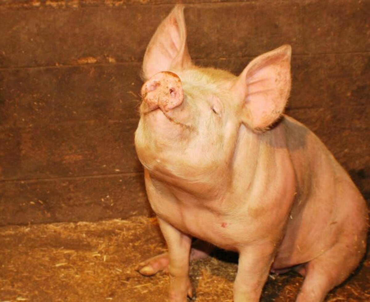 Unser Schwein Piggy