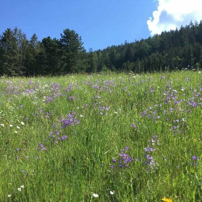 Blühende Naturwiese beim Wiesenhof