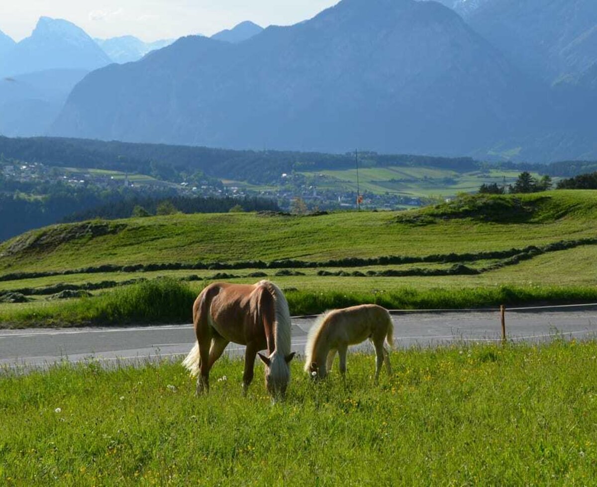 Pferdestute mit Fohlen beim Wiesenhof im Sommer