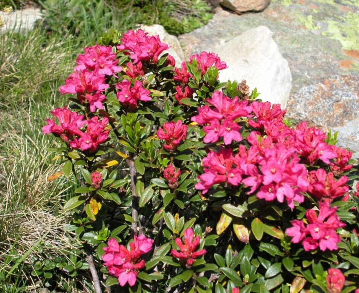 eine wunderschöne Zeit, die Almrosenblüte