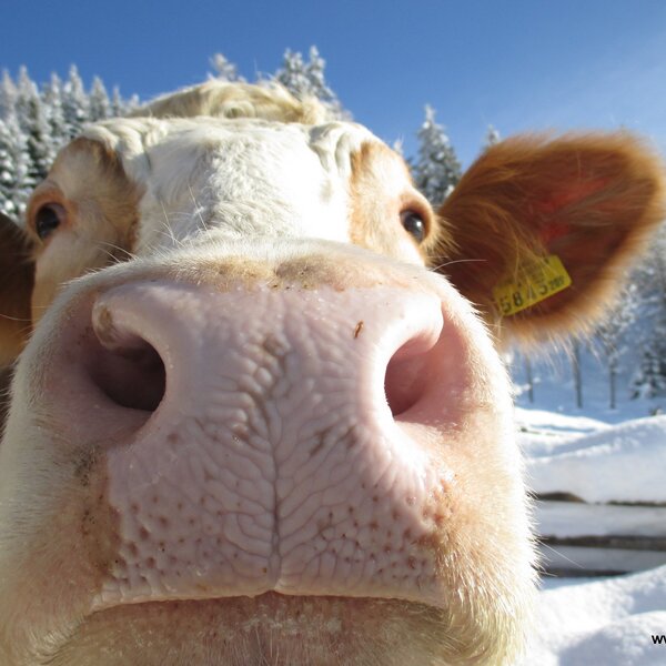 Kuhler Urlaub am Gerlhof Kuhler Urlaub am Gerlhof