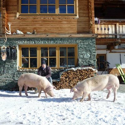 Schweine im winterlichen Garten