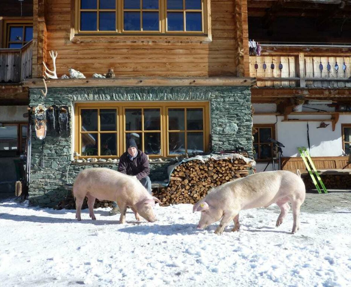 Schweine im winterlichen Garten