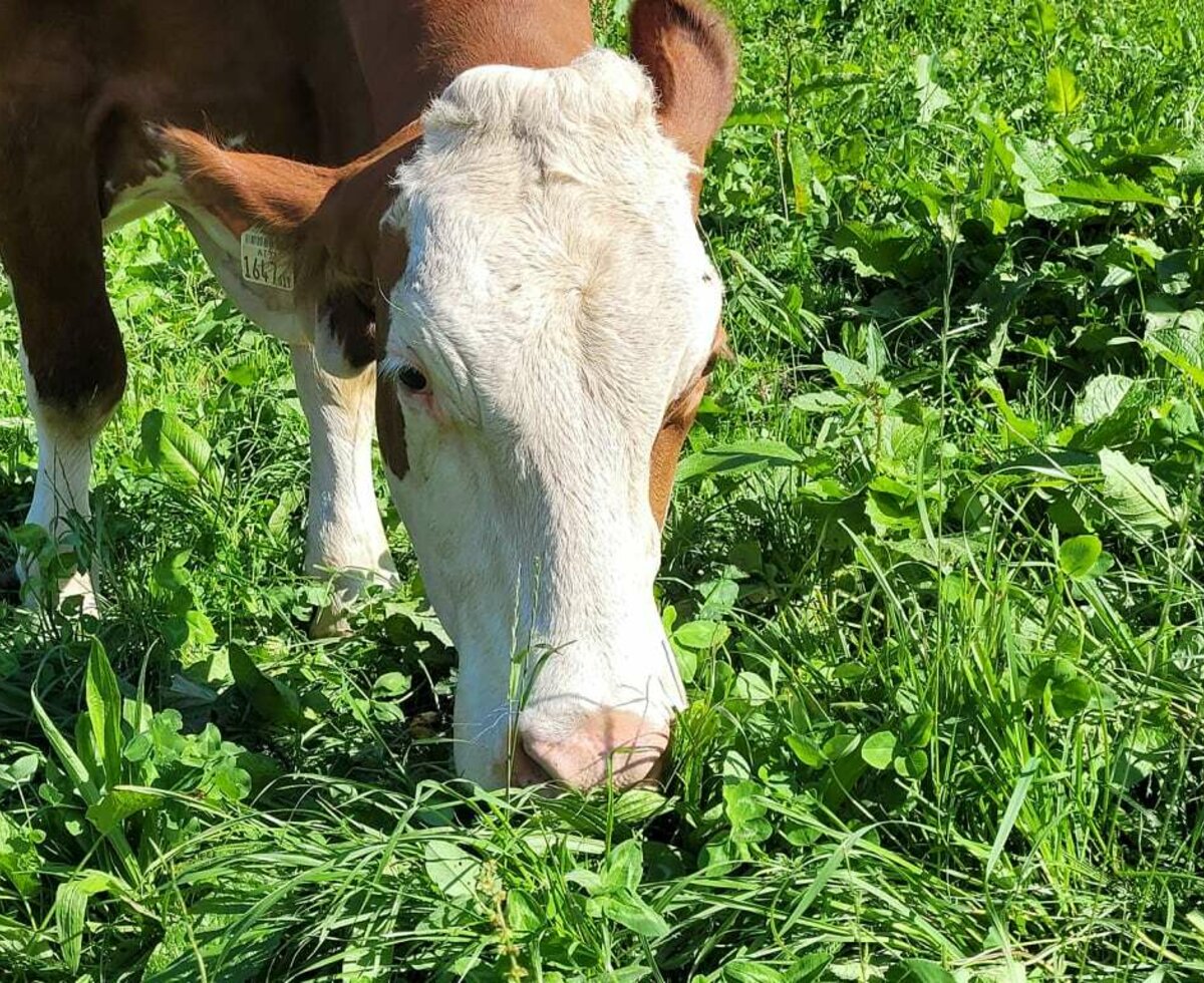 Kuh im frischem Gras