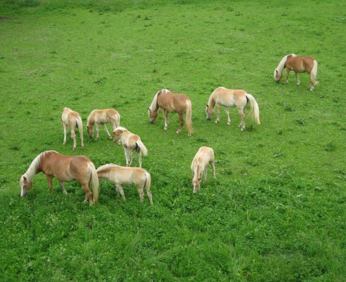 Perde auf der Wiese