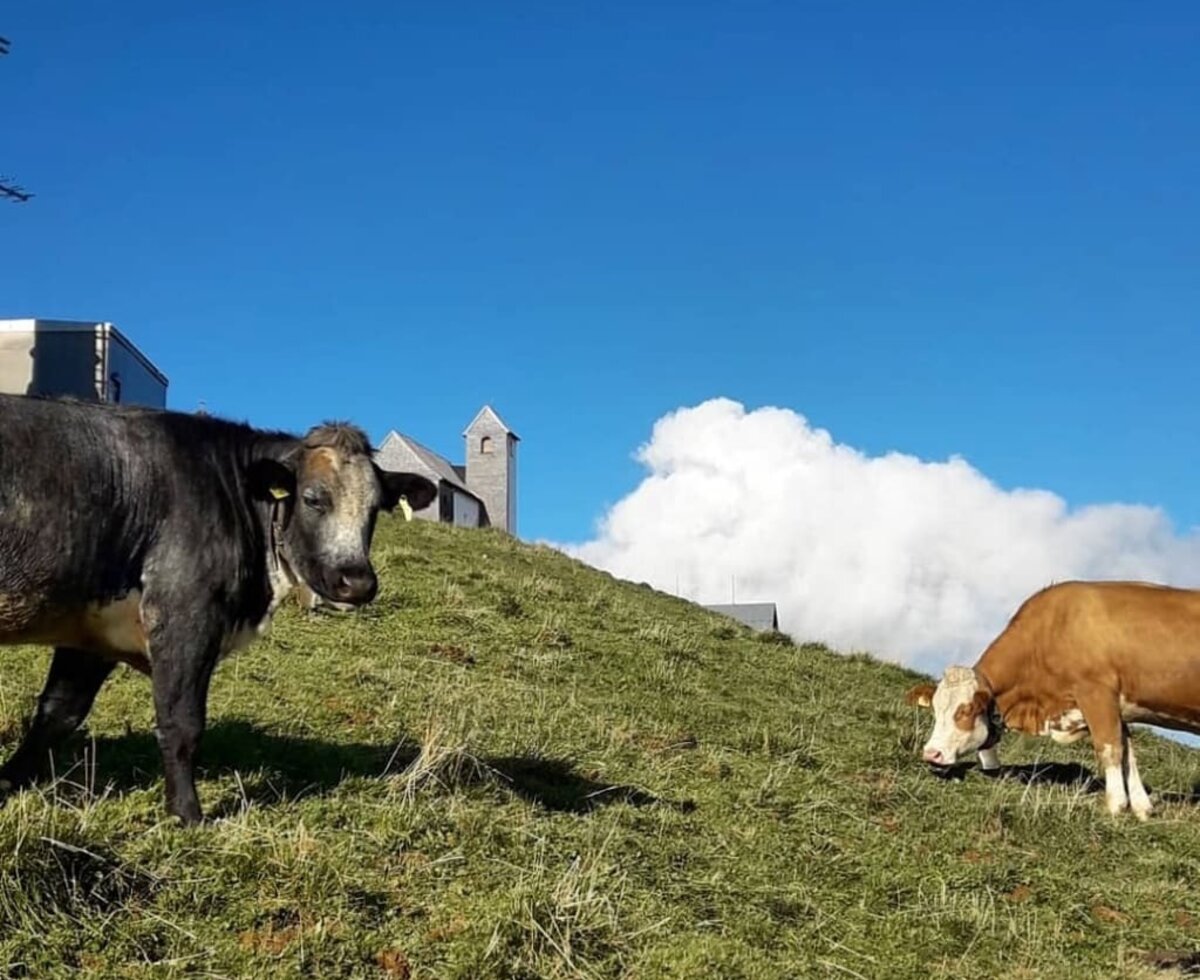 Auf der Alm