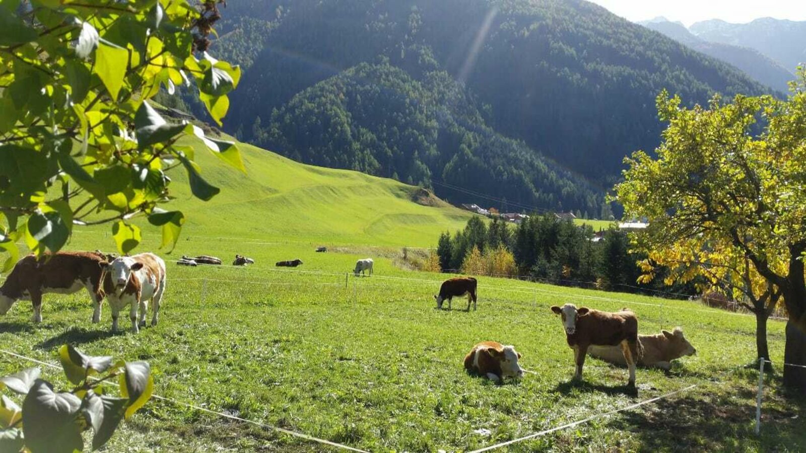 das mögen unsere Kälber