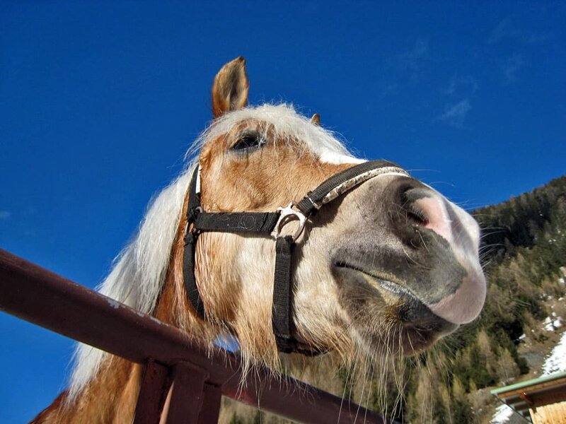 Haflinger- am Platz