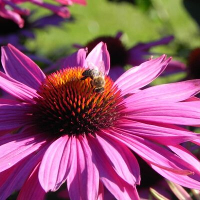 Fleißige Bienen im Wohlfühlgarten