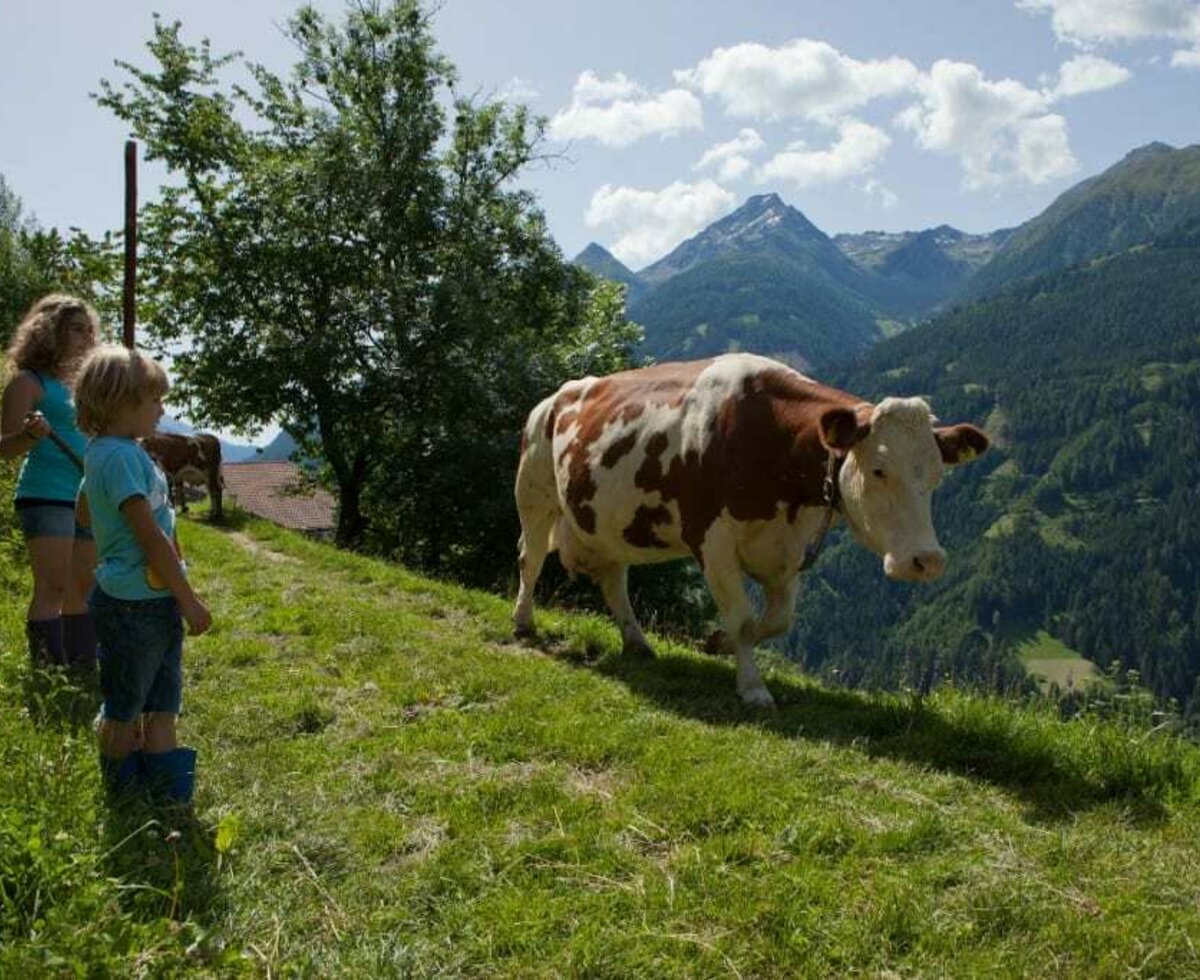 Die Kühe werden auf die Weide getrieben