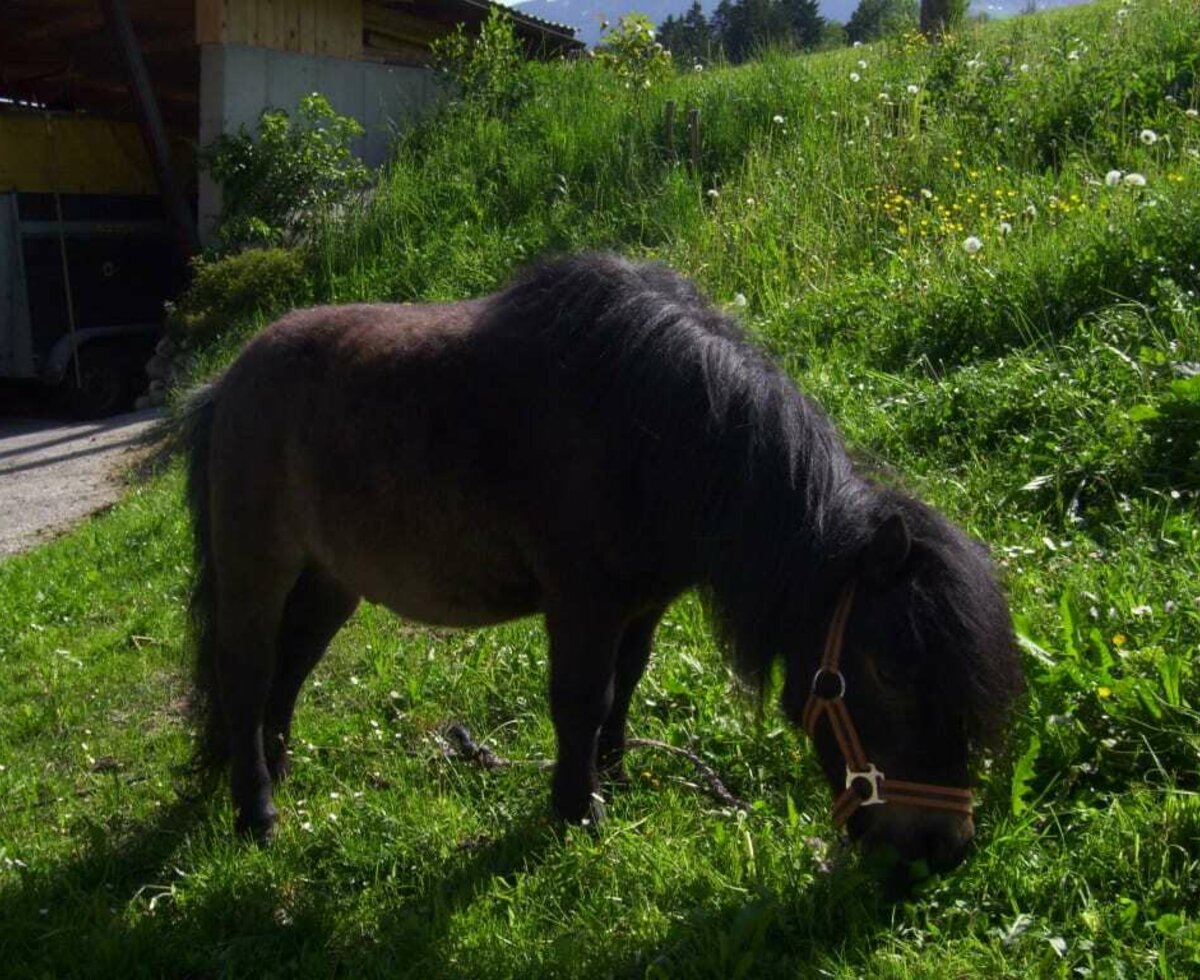 Unser Pony Navaro