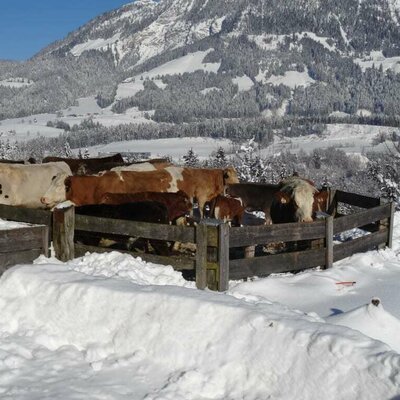 Auch unsere Tiere genießen den Winter