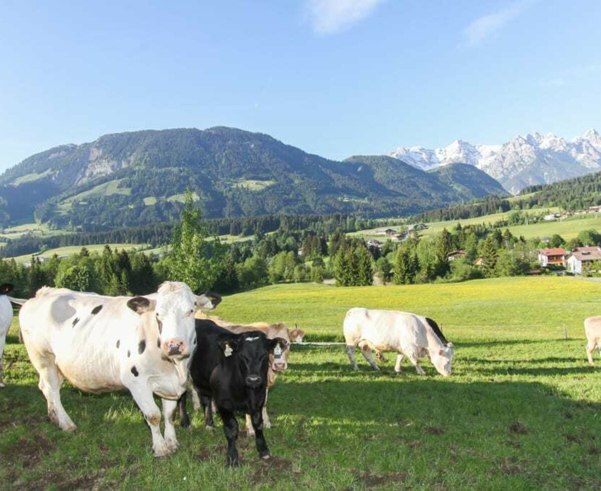 Unsere Kühe mit den Kälbern