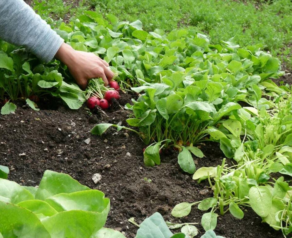 frischer, geht's nicht, direkt vom Bauerngarten, Biohof-Inntalblick ...