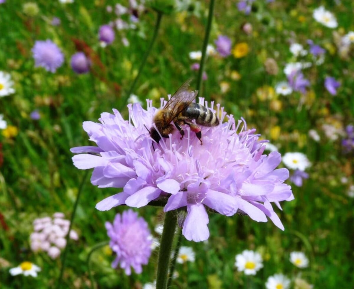 fleissige Biene in der bunten Blumenwiese, Biohof-Inntalblick