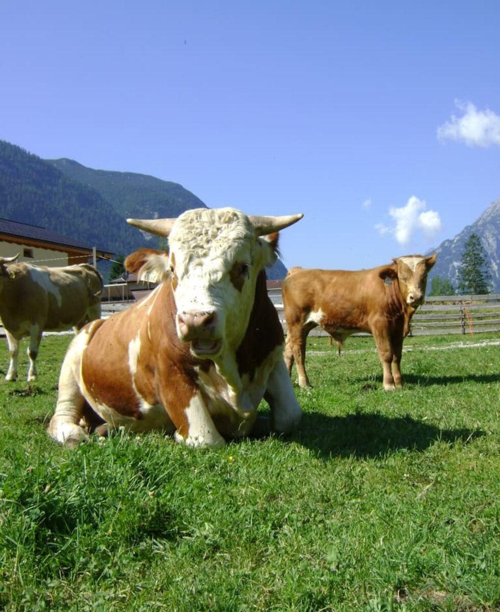 Tiere am Bruggerhof in Leutasch