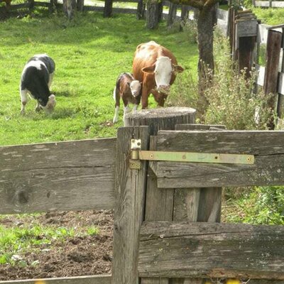 Mutterkuh mit Kalb