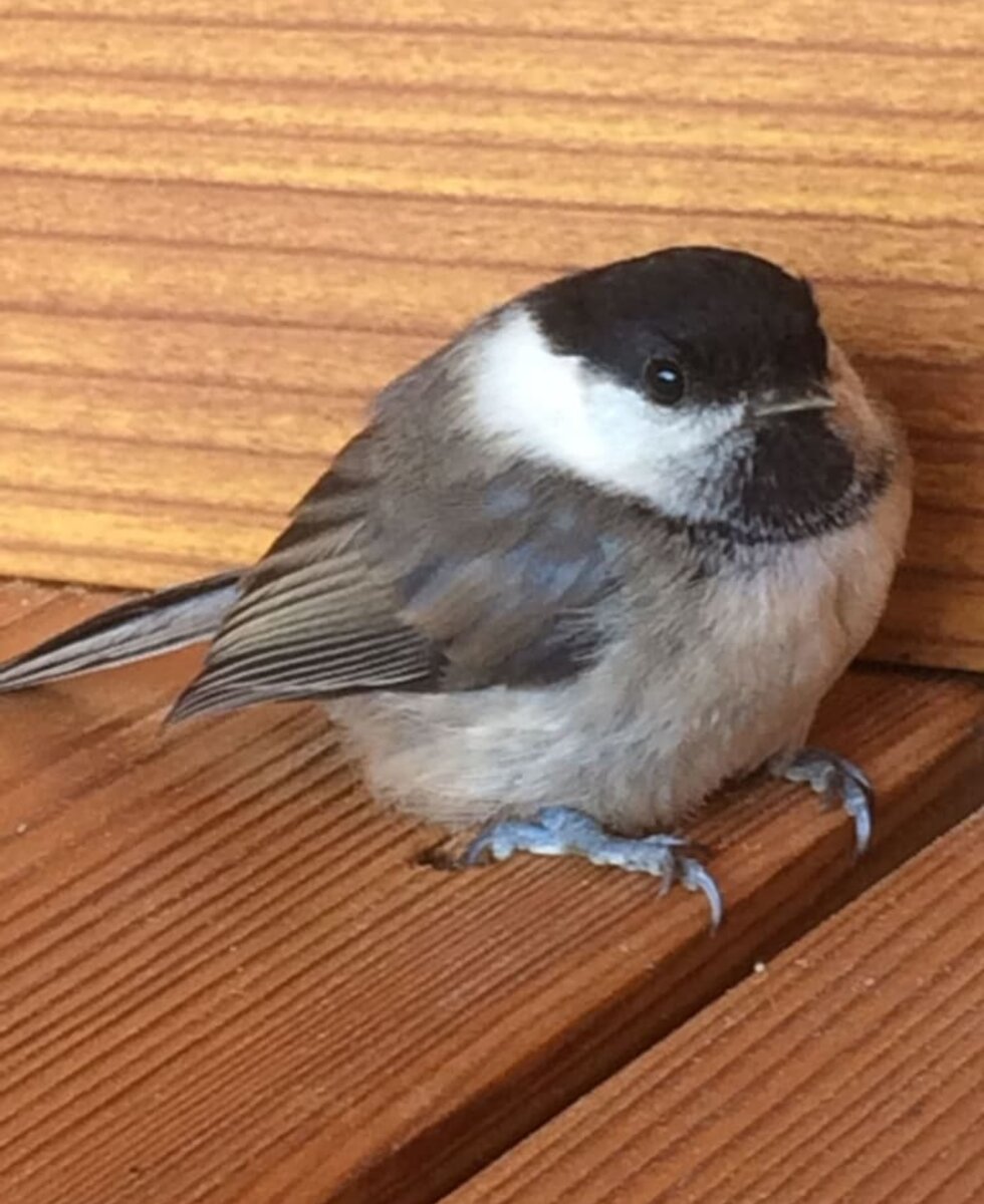 direkter Besuch von der Schwalbe