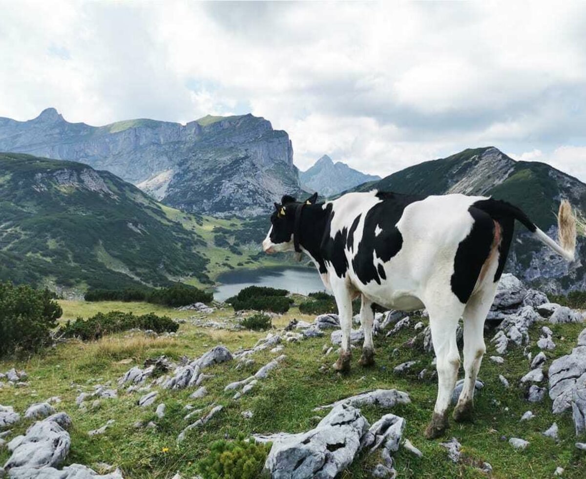 Auf der Alm