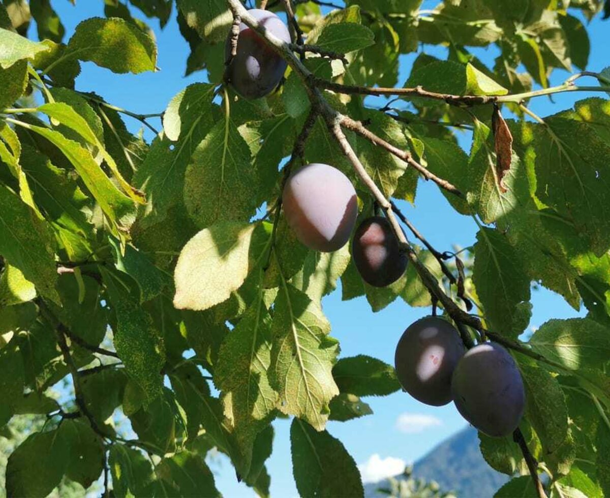 Beste Früchte vom Denggalahof