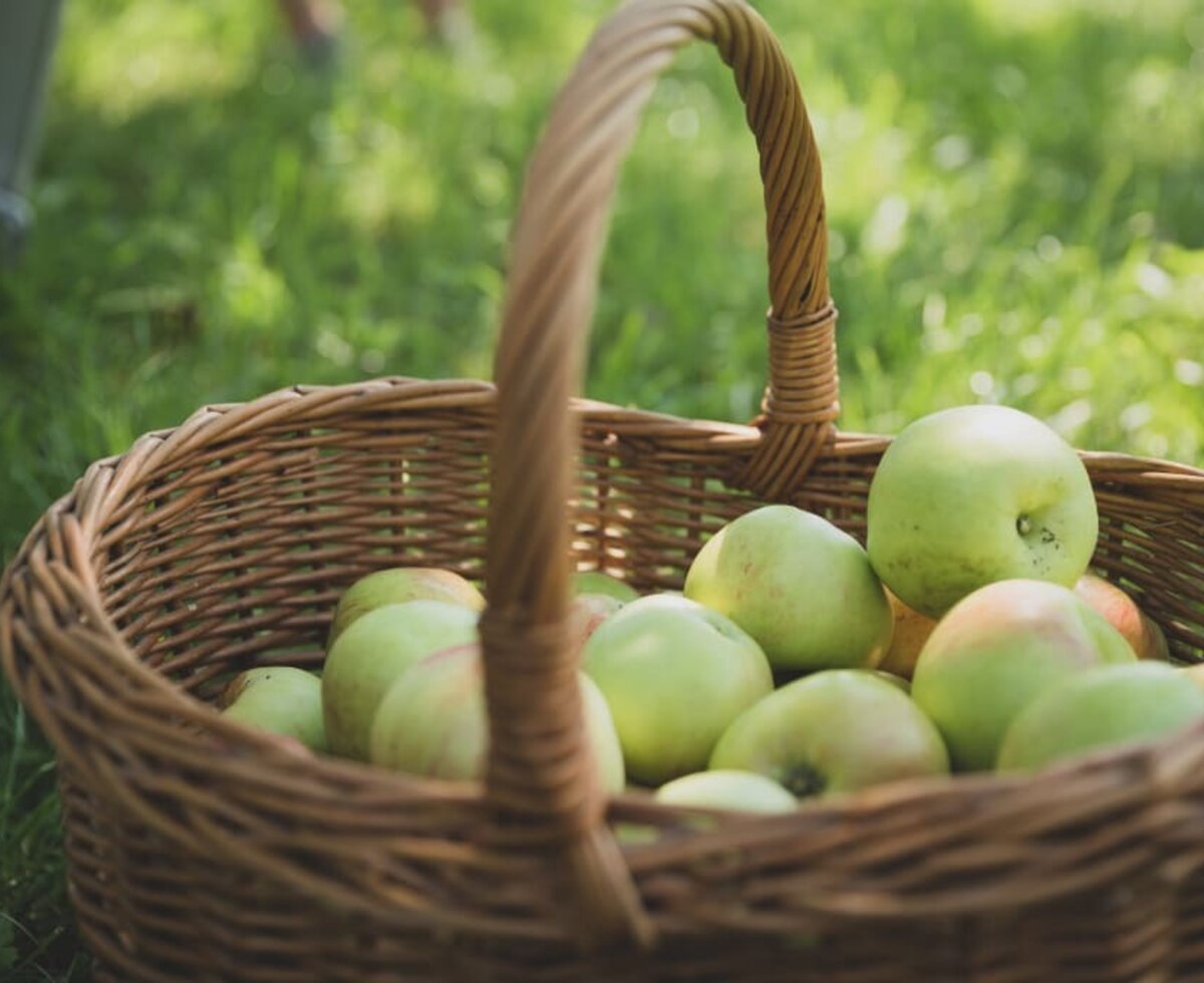 Frisches Obst aus unserem Streuobstgarten