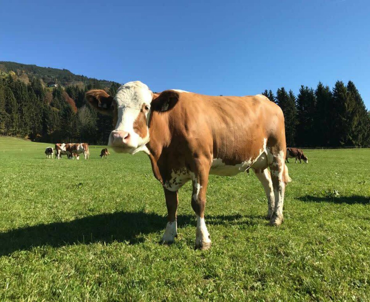 Unsere Kühe auf der Heimweide bei ihrem täglichen Auslauf.