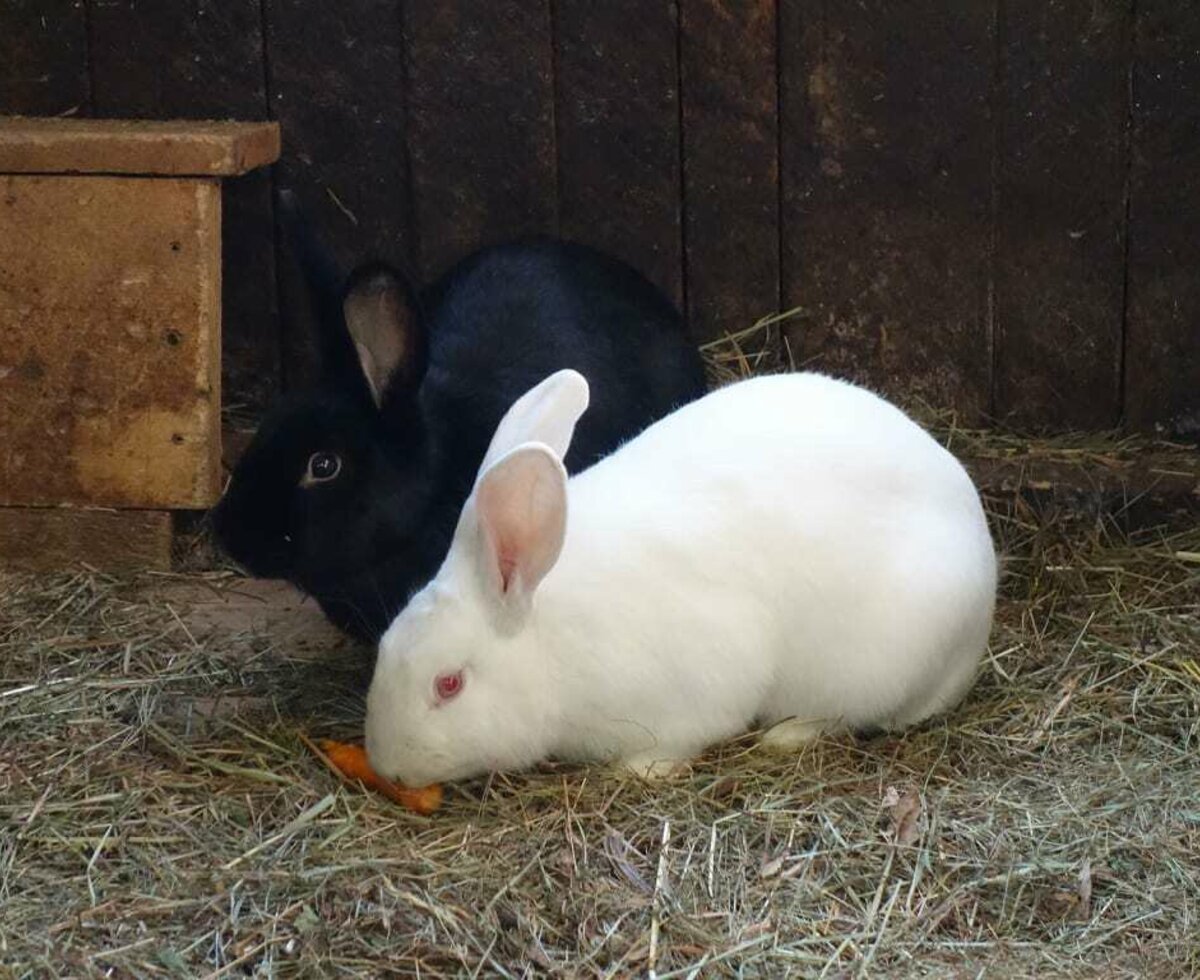 Kaninchen (Copyright Sellerbeck)