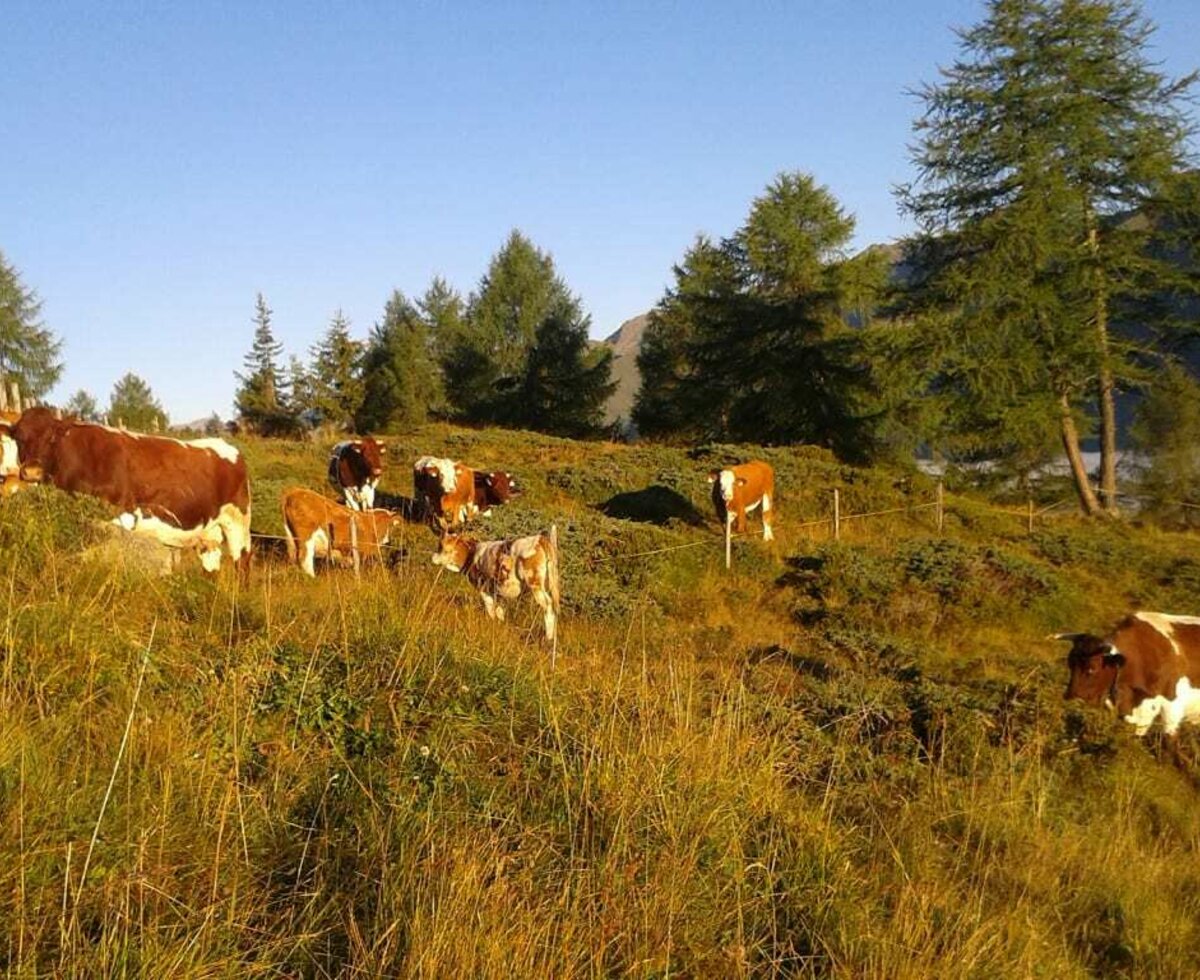 Kühe auf der Alm