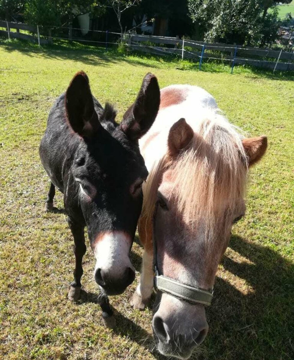 die Hoflieblinge Jenny und Stani