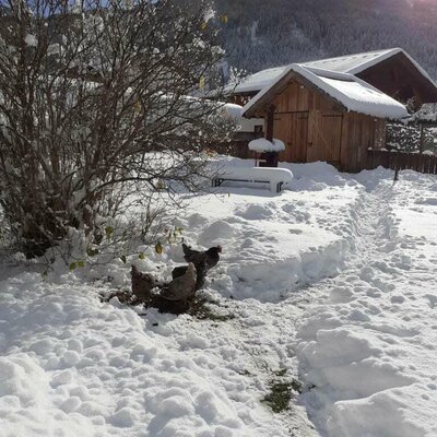 Hennen im Schnee