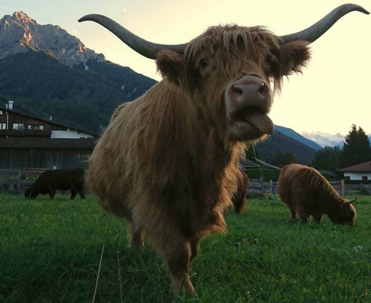 ...wieder zurück von der Alm