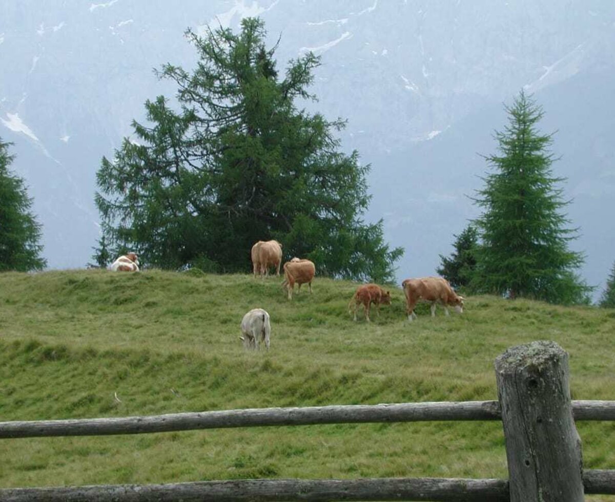 auf unserer Alm